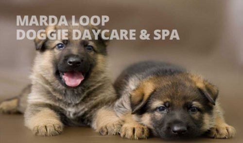 Marda Loop Doggie Daycare & Spa