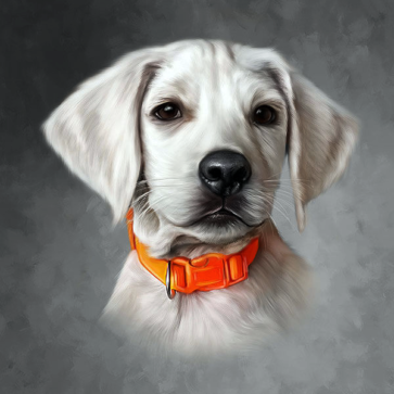 dog-01